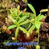 Przykladowe oferowane sztuki/ egzemplary plants 